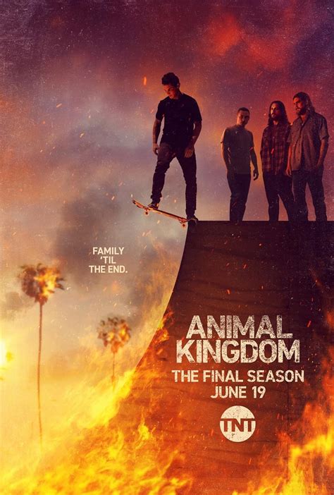 imdb animal kingdom